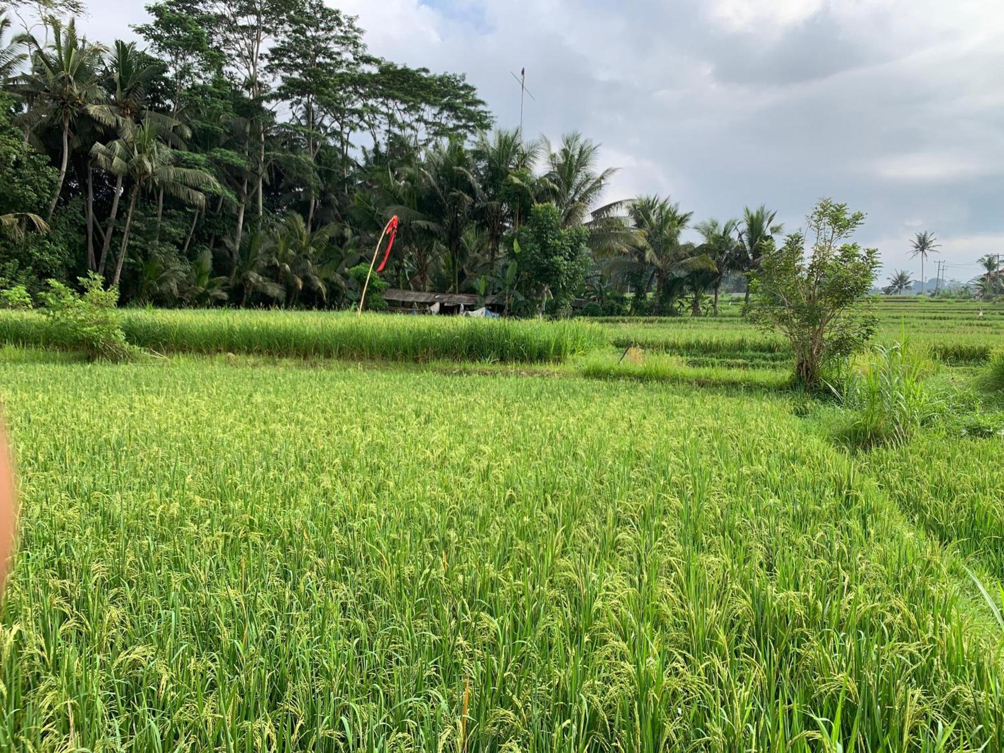 Adi Laxmi Villa Ubud Extérieur photo
